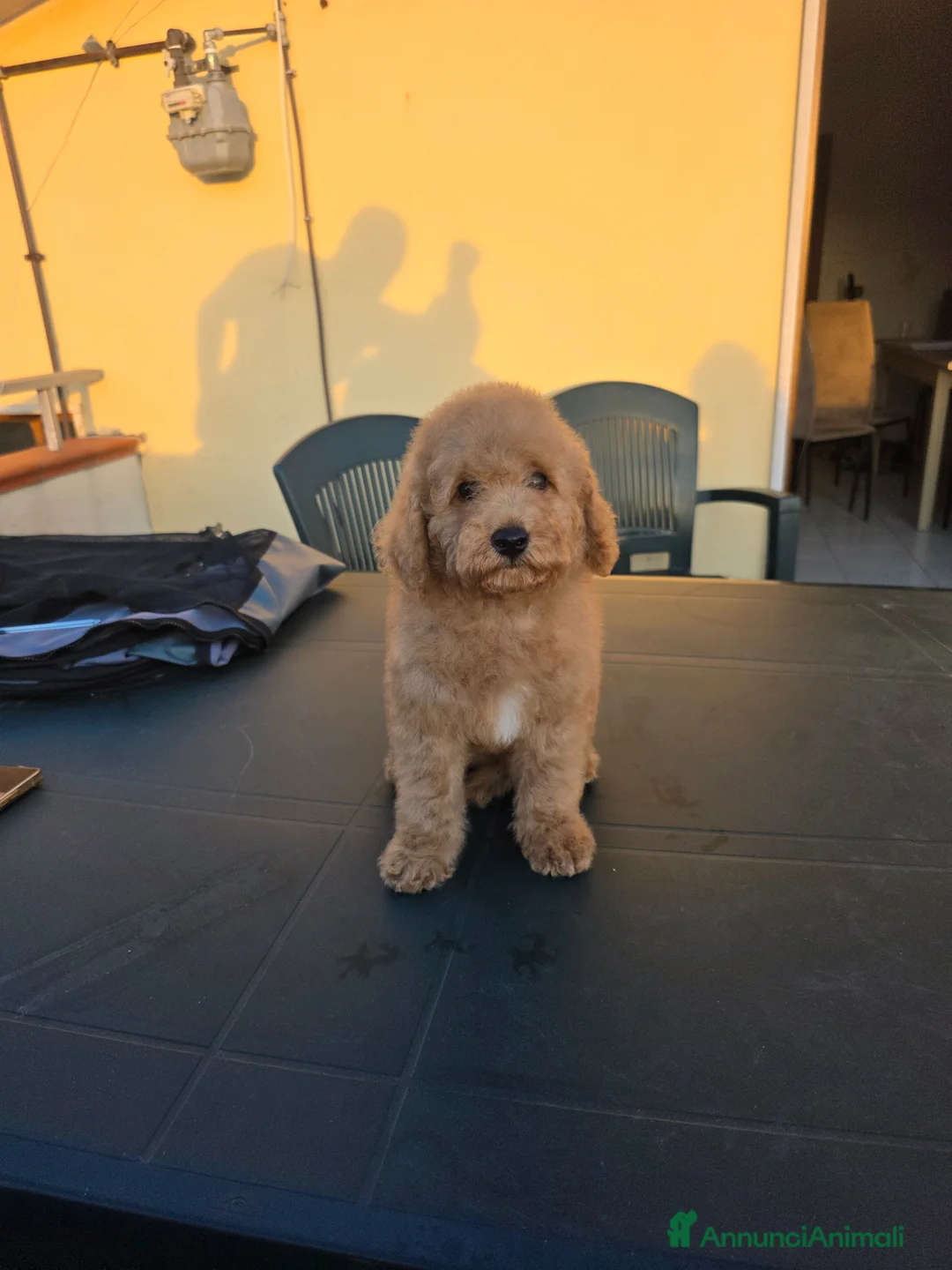 Barboncino cani in vendita: Cucciolo barbone nano - Annuncio 1