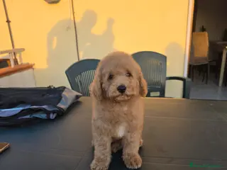 Barboncino cani Cucciolo barbone nano - Annuncio 8