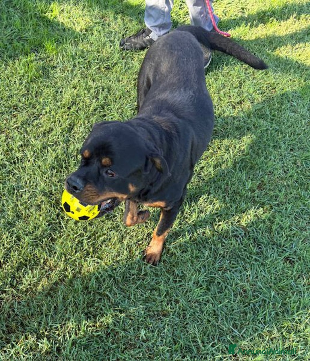 Rottweiler cani in regalo: Adozione del ❤️ per Aaron - Annuncio 5