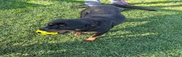 Rottweiler cani in regalo: Adozione del ❤️ per Aaron - Annuncio 5