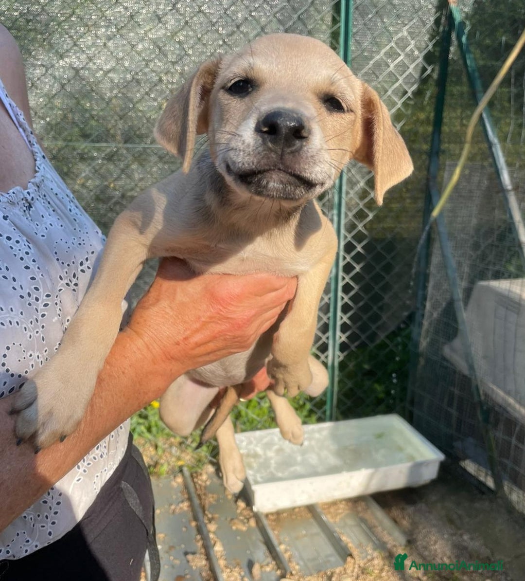 Meticcio cani in regalo: GLI SPLENDIDI AMERICANINI a Provincia di Frosinone - Immagine 5