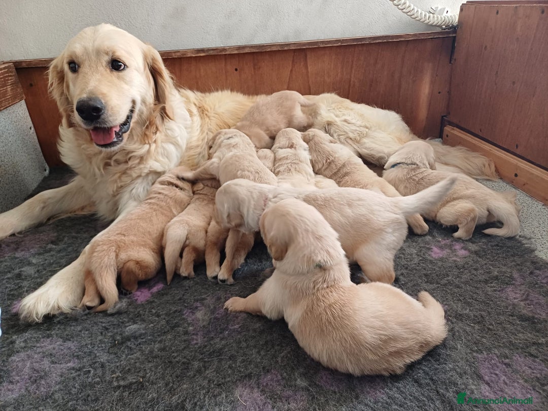 Golden Retriever cani in vendita: Vendo cuccioli  a Libero consorzio comunale di Agrigento - Immagine 9