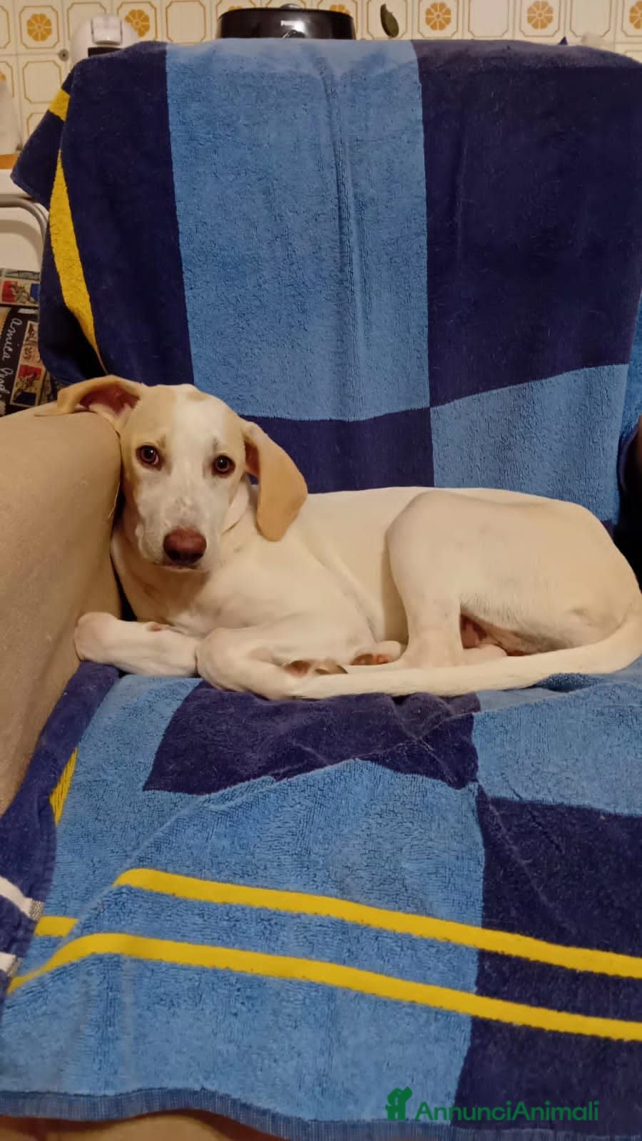 Meticcio cani lunettA - Annuncio 39