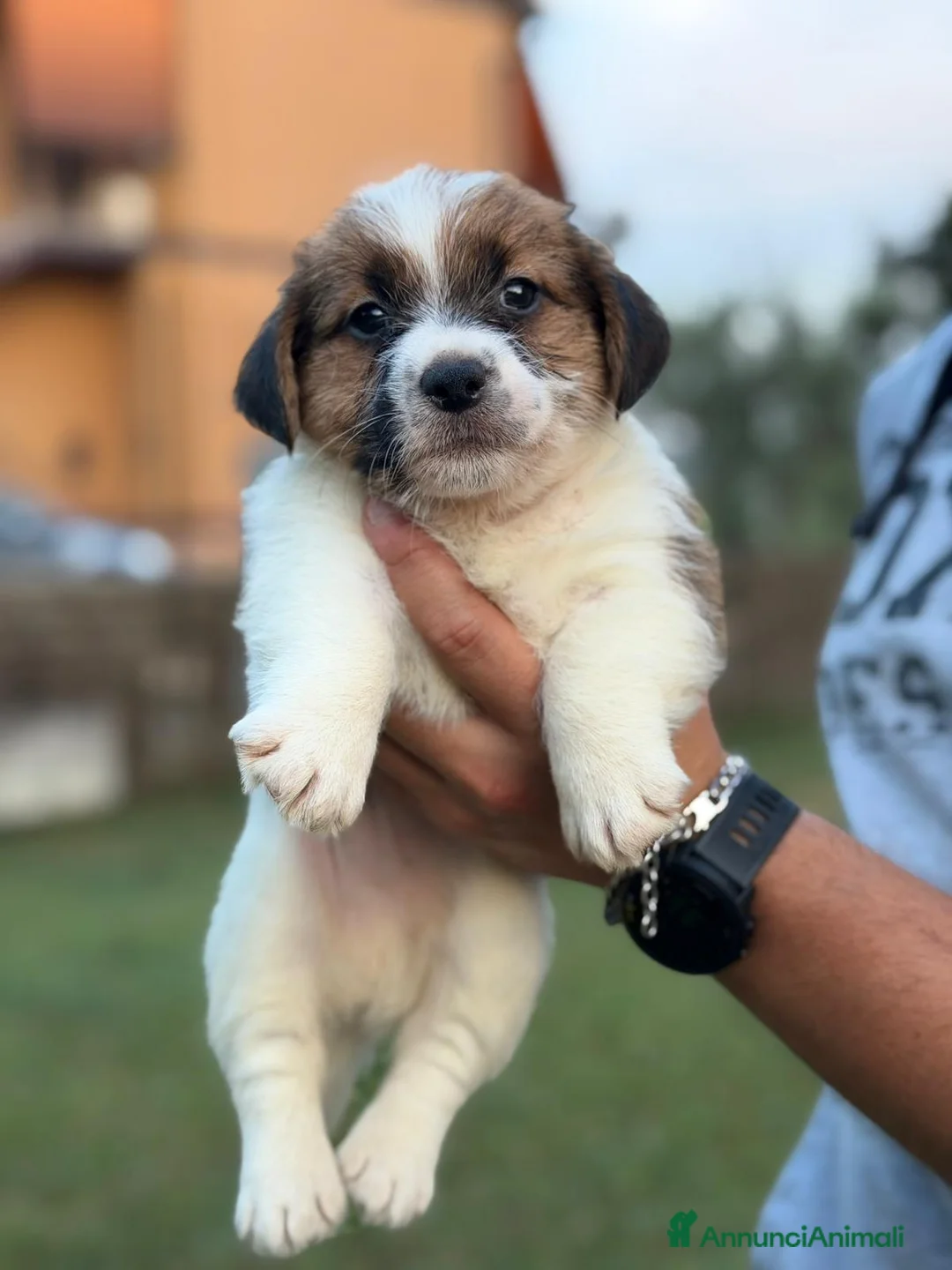 Jack Russell cani in vendita: Jack Russell altissima genealogia a Città metropolitana di Roma Capitale - Annuncio 6