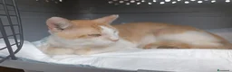 Meticcio gatti in regalo: Bruno  - Annuncio 2
