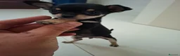 Chihuahua cani in vendita: Chihuahua femmina - Annuncio 3