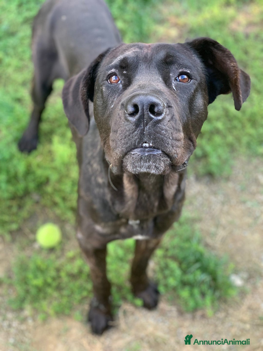 Cane Corso cani in regalo: Corso 3anni salvato dal balcone h24.SOLO TOSCANA a Città metropolitana di Milano - Immagine 3