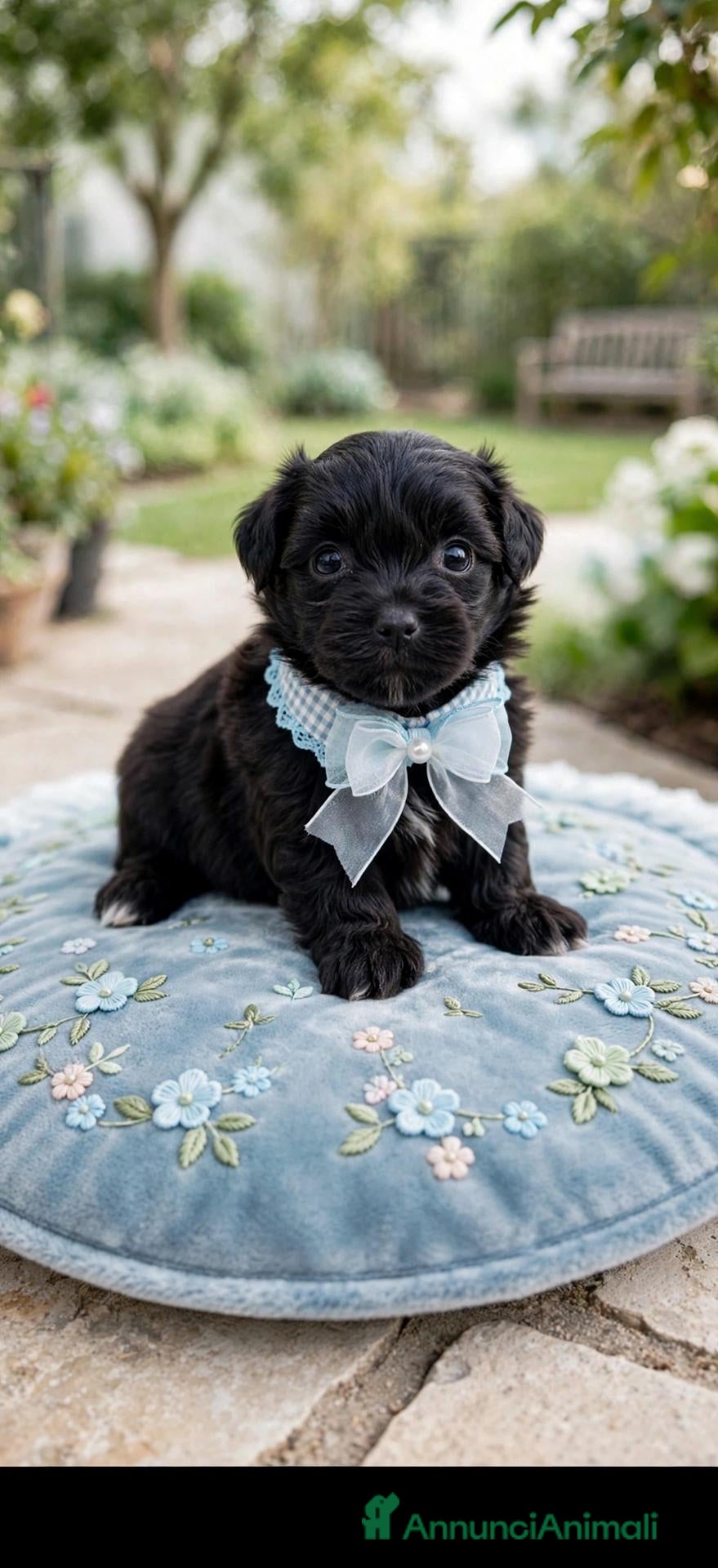 Maltipoo cani in vendita: Maltipoo  mini toy - Annuncio 7