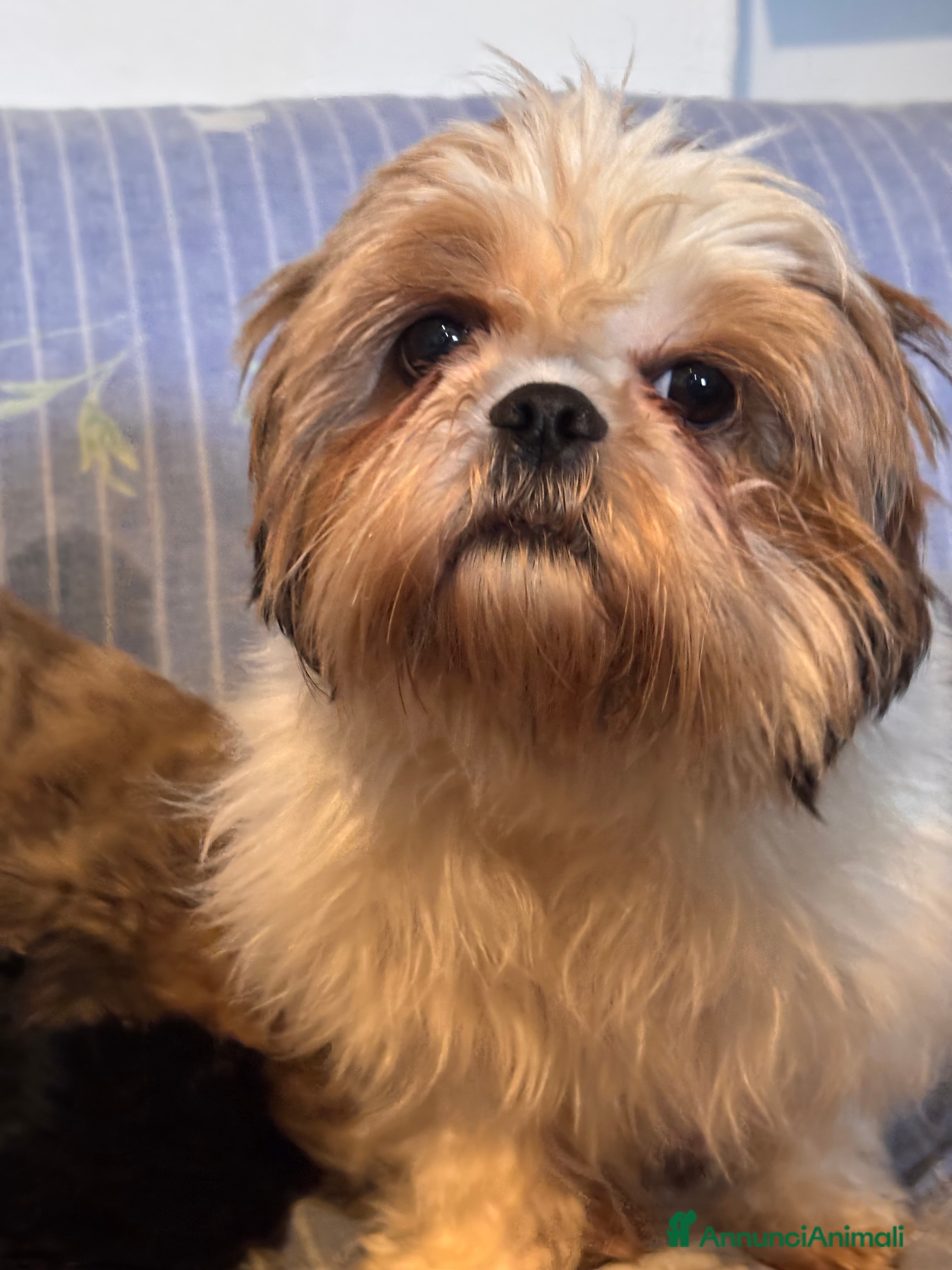 Shihpoo cani Cuccioli di ShihPoo - Annuncio 19