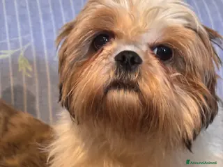 Shihpoo cani Cuccioli di ShihPoo - Annuncio 19