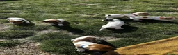 Jack Russell cani in vendita: Cuccioli di Jack Russell  - Annuncio 3