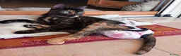 Europeo gatti in regalo: CAROTINA, micia per adozione del cuore! - Annuncio 7