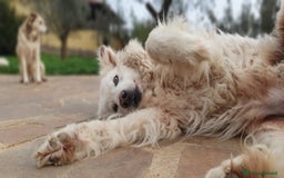 Pastore Maremmano cani in regalo: RINO, batuffolo tutto pelo e dolcezza - Immagine 2