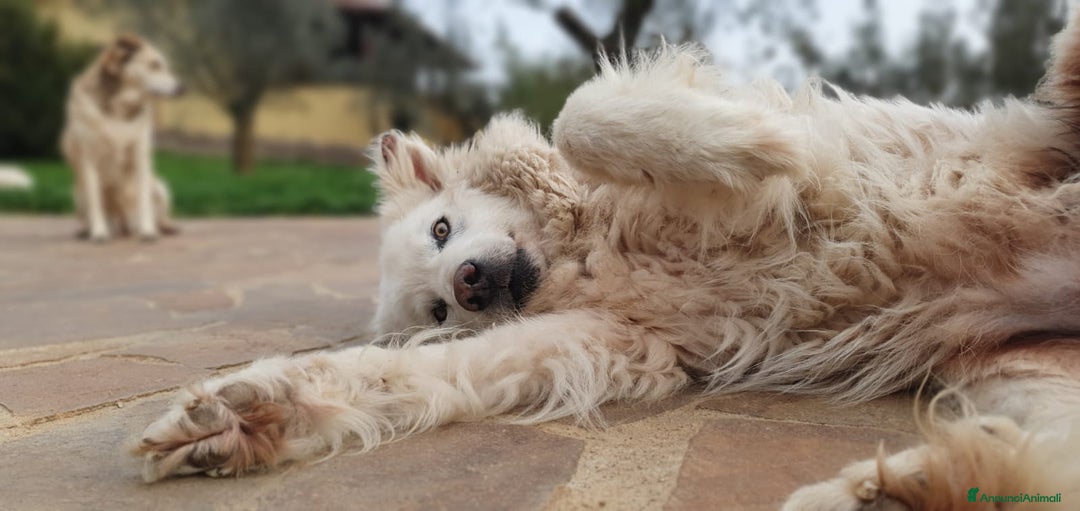 Pastore Maremmano cani in regalo: RINO, batuffolo tutto pelo e dolcezza - Immagine 2