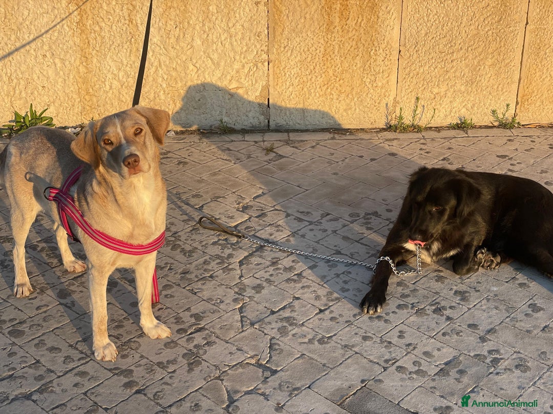 Meticcio cani in regalo: Diana dolcissima cagnolona - Annuncio 6