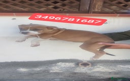 American Bully cani in vendita: AMERICAN BULLY ultime cucciole coccolose - Immagine 2