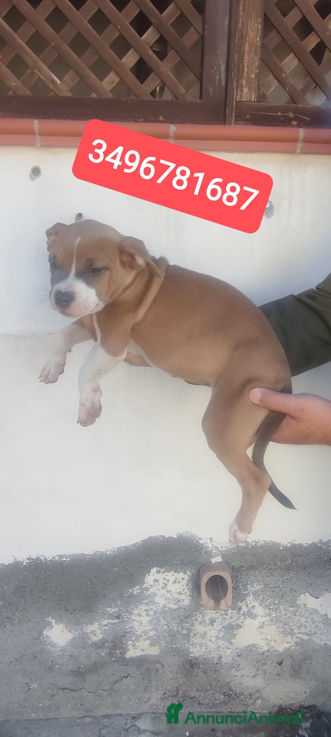 American Bully cani in vendita: AMERICAN BULLY ultime cucciole coccolose - Immagine 2