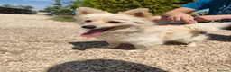 Volpino Italiano cani in regalo: Lillino un cucciolo di volpino in canile - Annuncio 5
