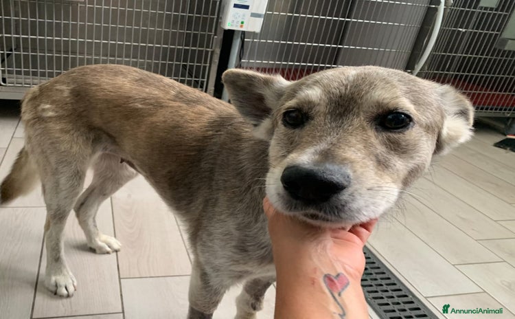 Meticcio cani a Città Metropolitana di Torino - Annuncio 2