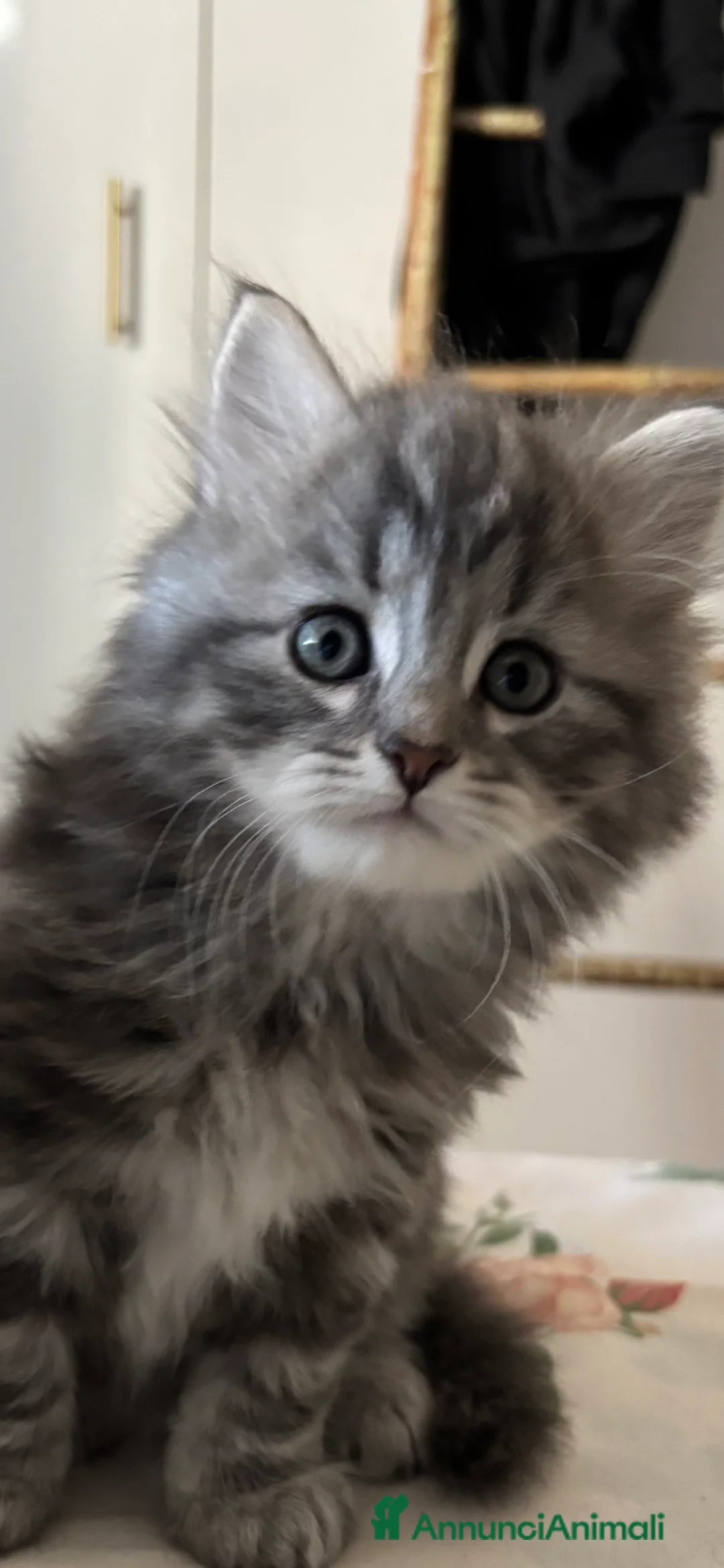 Siberiano gatti in vendita: Siberiano gattino ipoallergenico - Annuncio 5