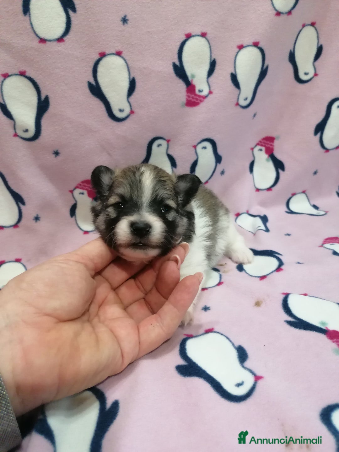 Volpino Pomerania cani in vendita: Volpino Pomerania  - Annuncio 2