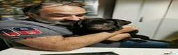 Labrador cani in vendita: Cuccioli di Labrador con Pedigree a Provincia di Rovigo - Annuncio 6