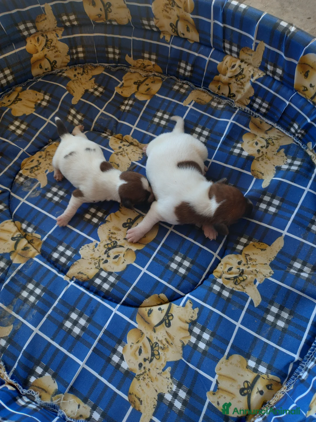 Jack Russell cani in vendita: JACK RUSSELL pelo corto  - Annuncio 2