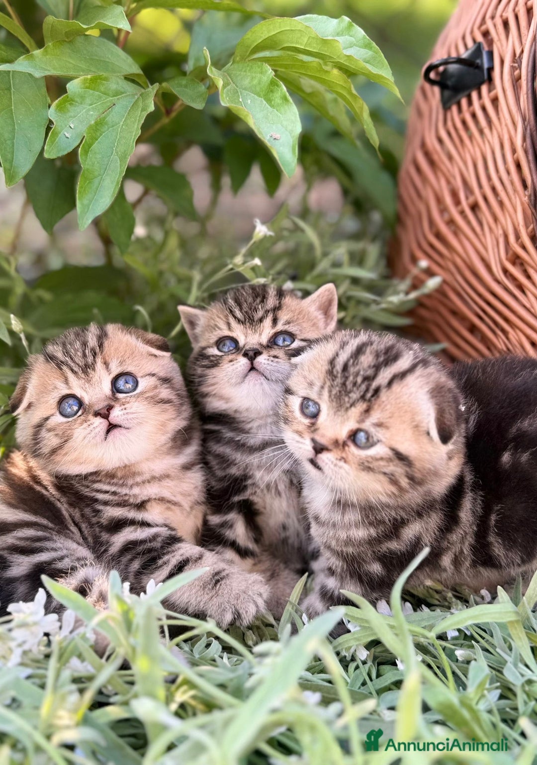 Scottish gatti in vendita: Scottish Fold e Straight  - Annuncio 2