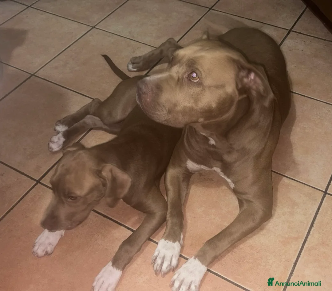 Pitbull cani in vendita: Cucciola American Pitbull Terrier - Annuncio 2
