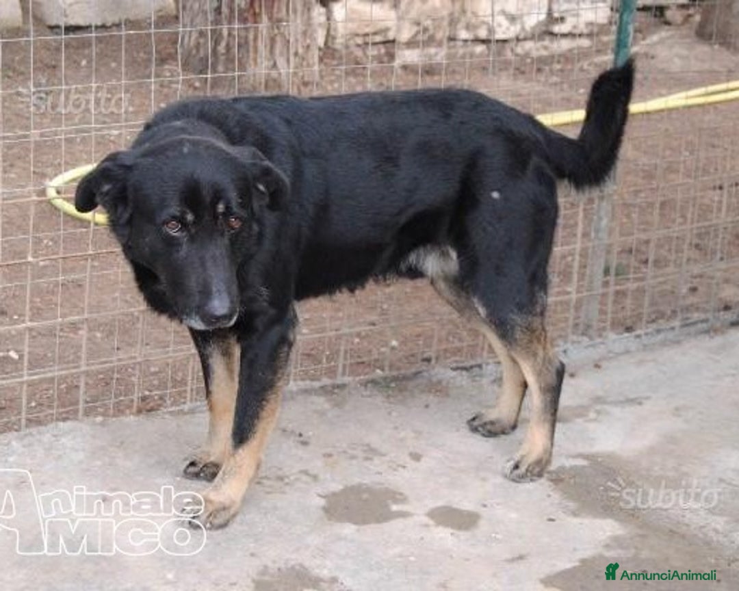 Meticcio cani in regalo: Nato in rifugio nel 2012 rassegnato tristemente a Milano - Annuncio 2