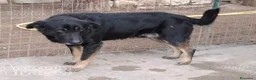 Meticcio cani in regalo: Nato in rifugio nel 2012 rassegnato tristemente a Milano - Annuncio 2