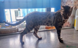 Bengala gatti in vendita: Splendida femmina di gatto bengala - Annuncio 2