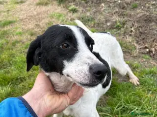 Meticcio cani BRINA simpatica meticcina - Annuncio 7