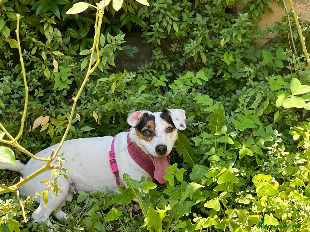 Jack Russell cani in vendita: Cucciole femmine - Annuncio 2