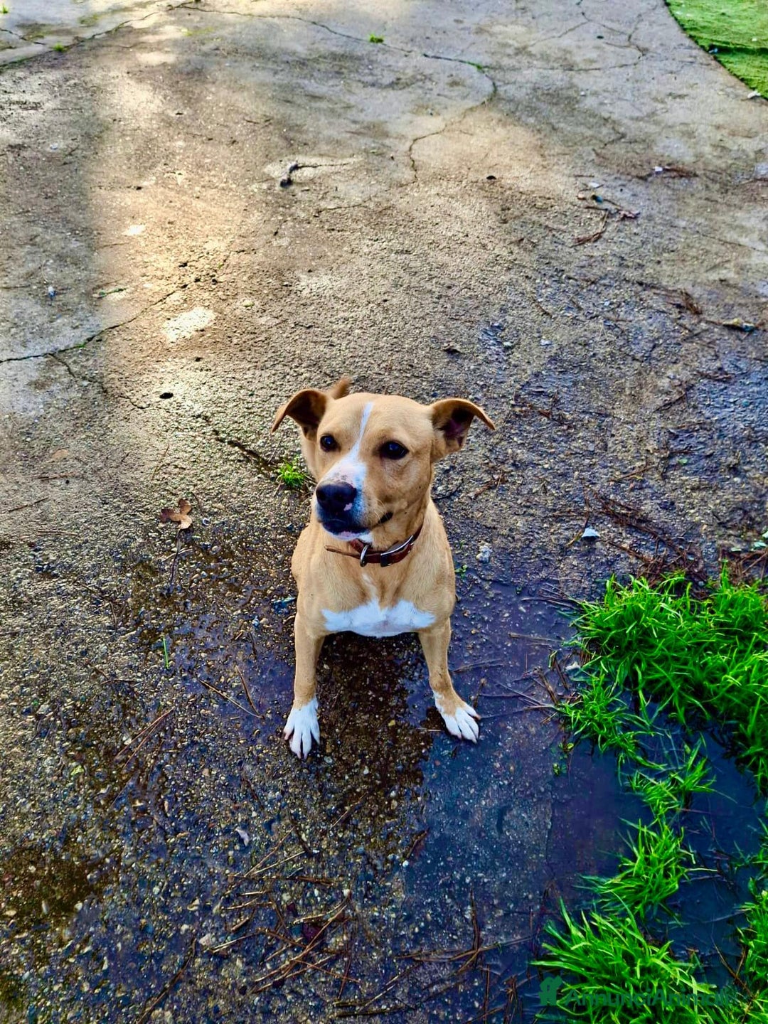 Meticcio cani in regalo: SPILLO 💙 - taglia medio/piccola cerca casa 🙏🏻🥺 - Annuncio 3