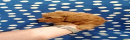 Barboncino Toy cani in vendita: Barbonicini Toy cuccioli - Annuncio 3