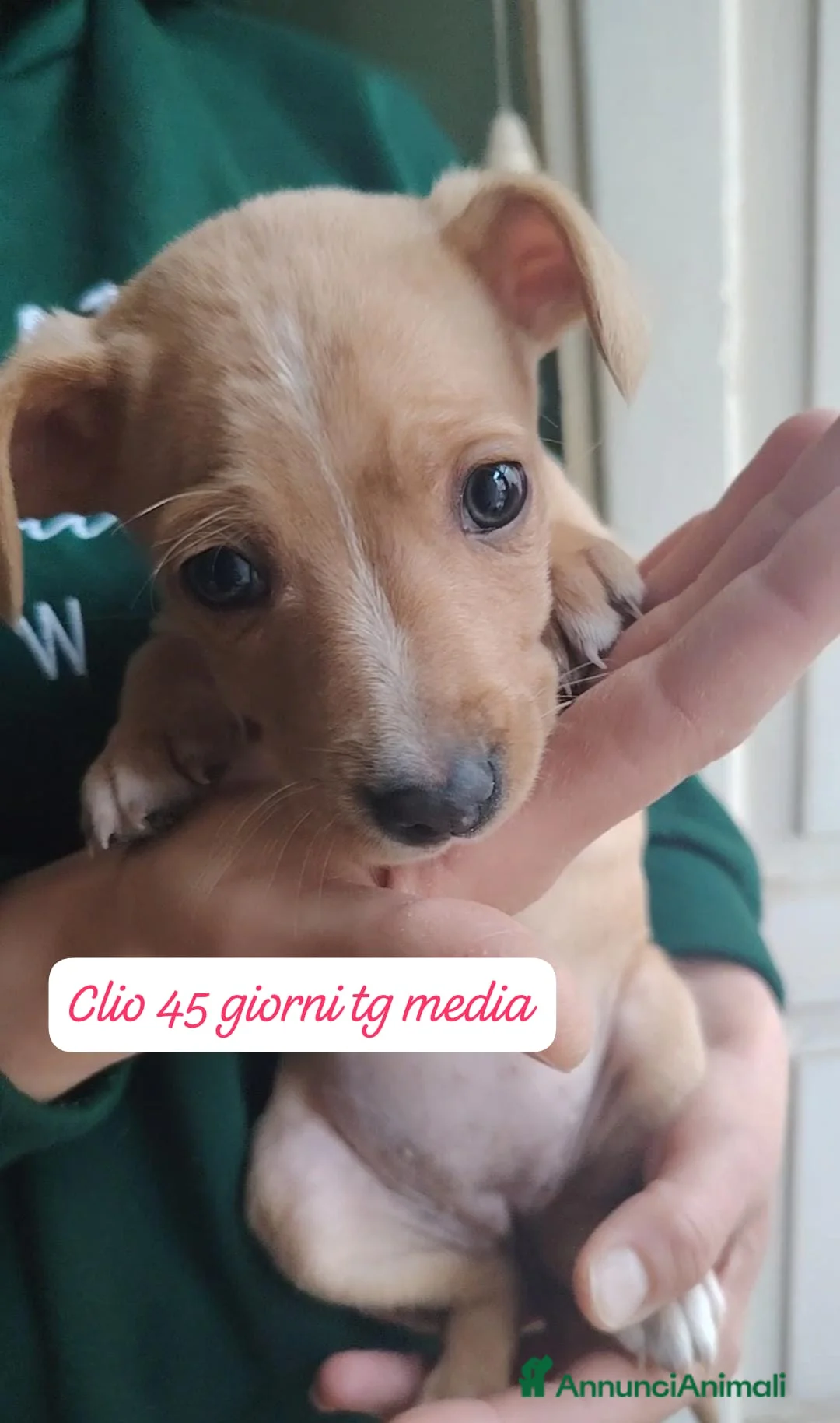 Meticcio cani in regalo: Adotta un invisibile cucciolo - Annuncio 4