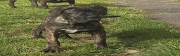 Cane Corso cani in vendita: Cucciole Cane Corso  - Annuncio 3