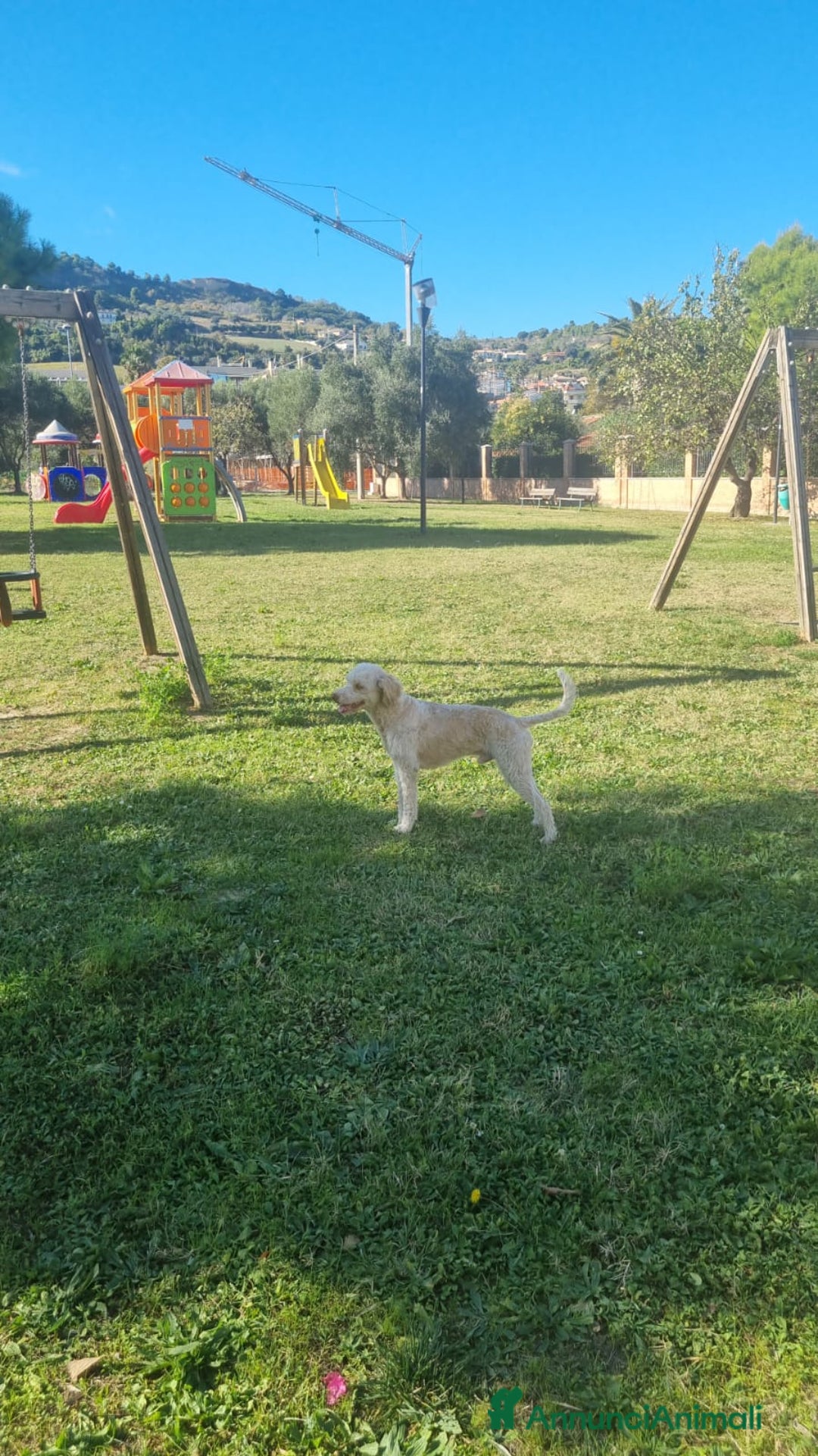 Lagotto cani per accoppiamento: Led Lagotto romagnolo cerca compagna a Provincia di Ascoli Piceno - Immagine 4