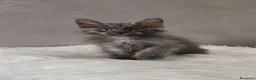 Maine Coon gatti in vendita: Maine Coon Blue Smoke femmina  - Annuncio 5