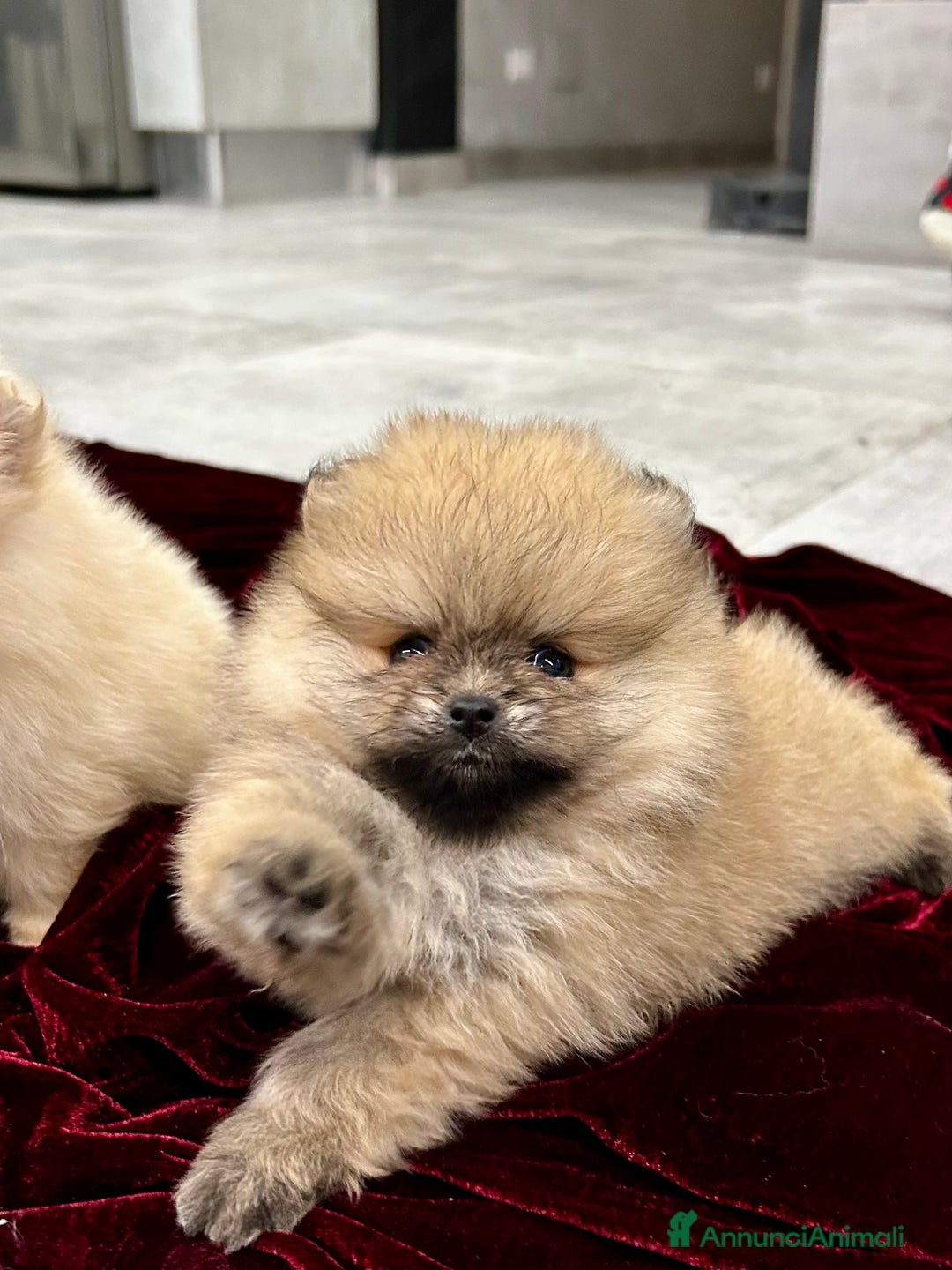 Spitz cani in vendita: Spitz tedesco nano - Annuncio 6