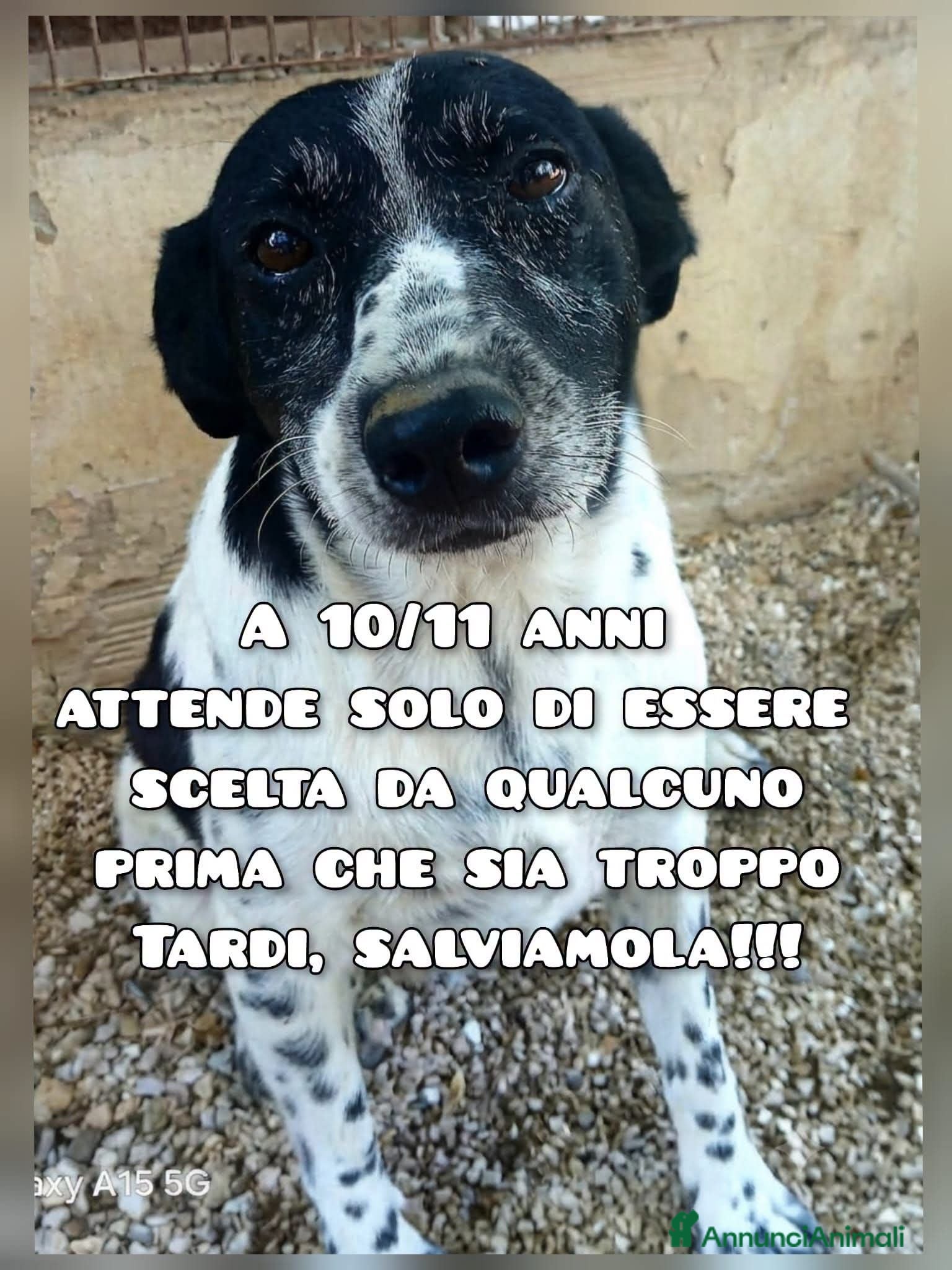Meticcio cani  FARA, 10 ANNI - Annuncio 28