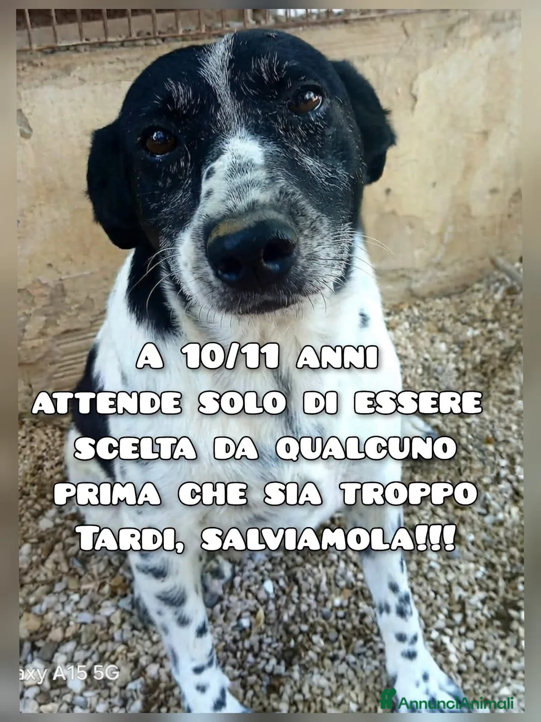 Meticcio cani in regalo:  FARA, 10 ANNI - Annuncio 1