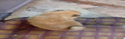 Volpino Pomerania cani in vendita: Pomerania in vendita  - Annuncio 5