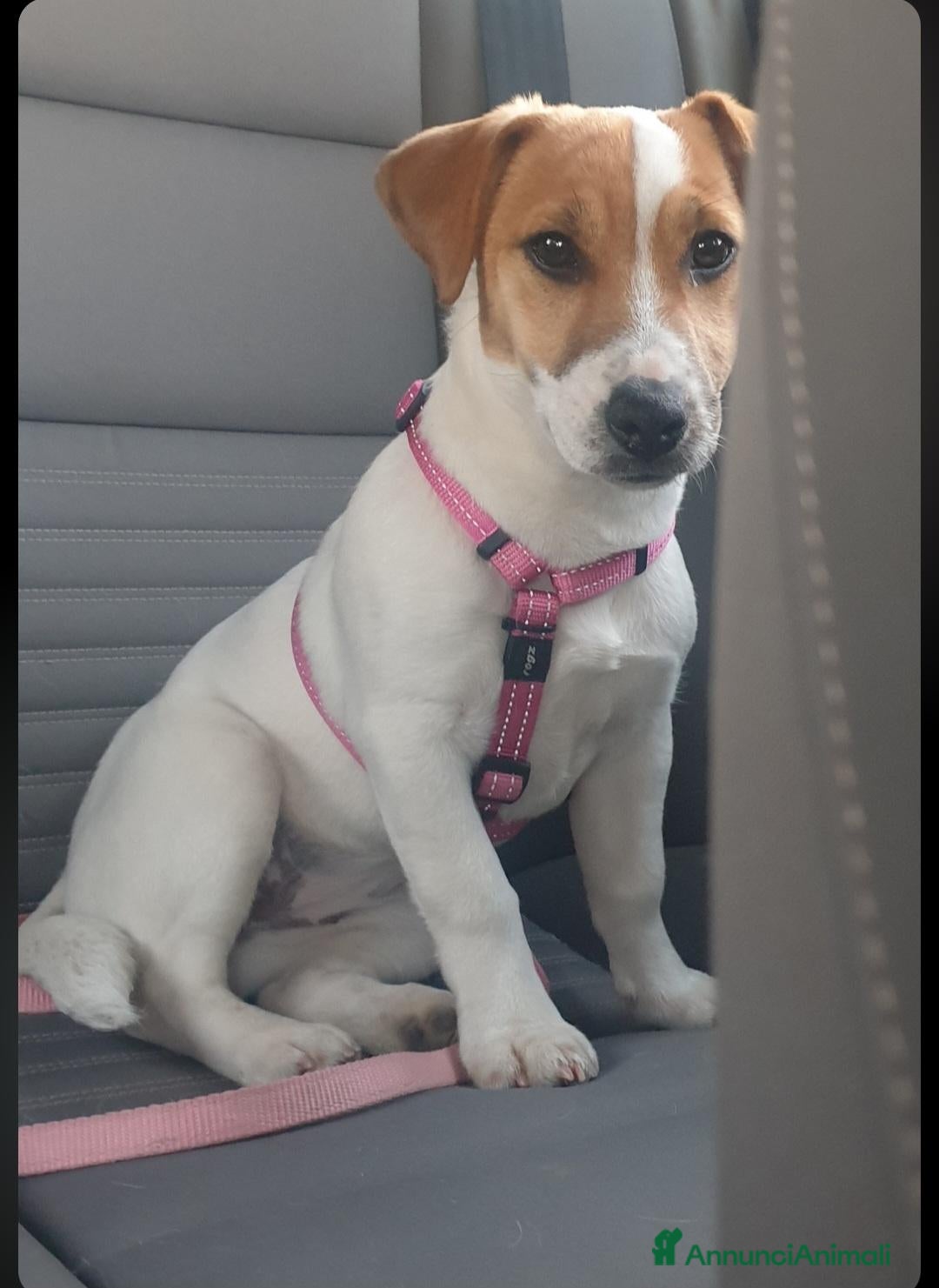Jack Russell cani Cuccioli jack russell terrier pelo liscio e ruvido - Annuncio 1