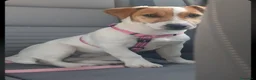Jack Russell cani in vendita: Cuccioli jack russell terrier pelo liscio e ruvido - Annuncio 1