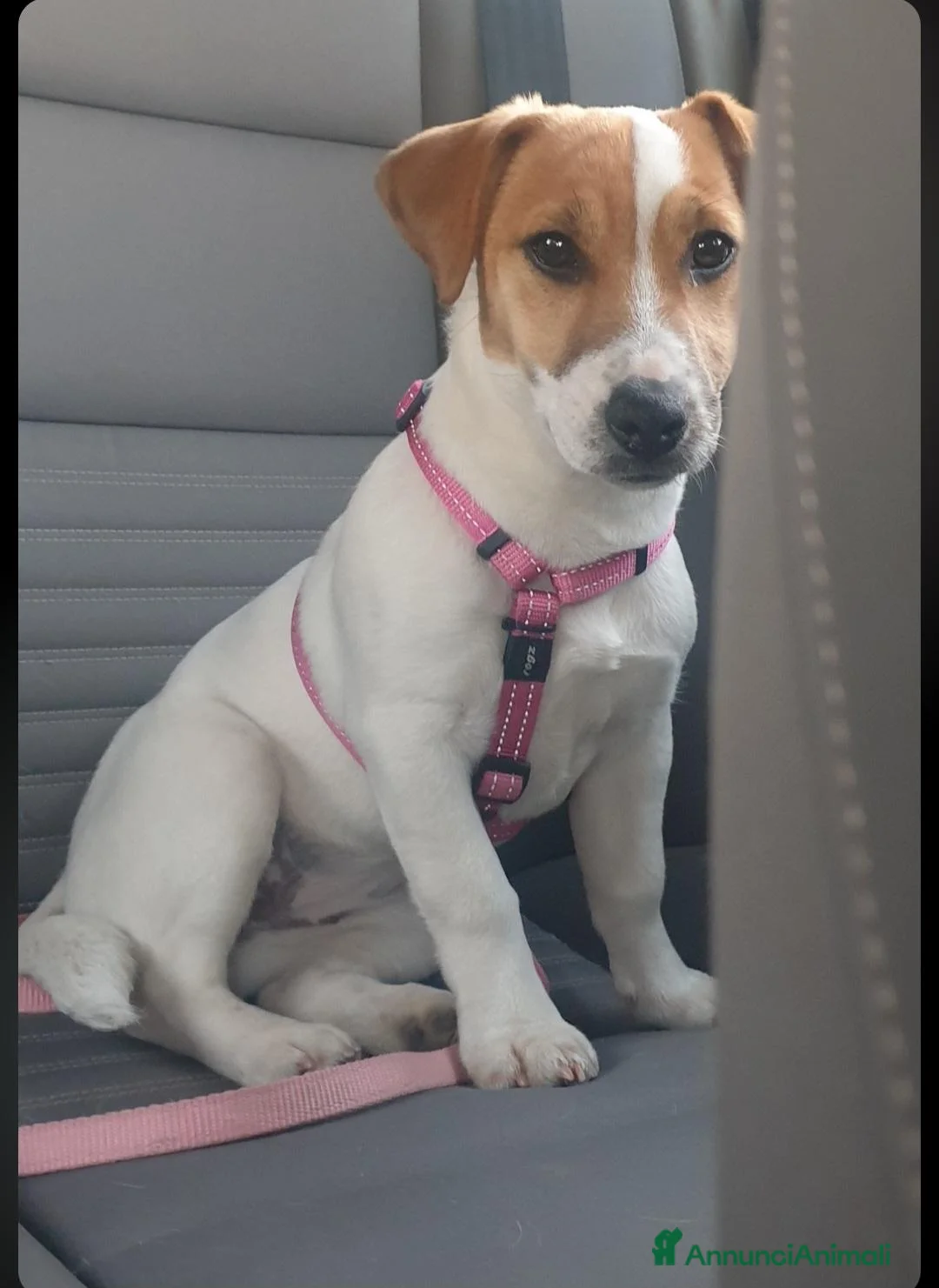 Jack Russell cani in vendita: Cuccioli jack russell terrier pelo liscio e ruvido - Annuncio 1