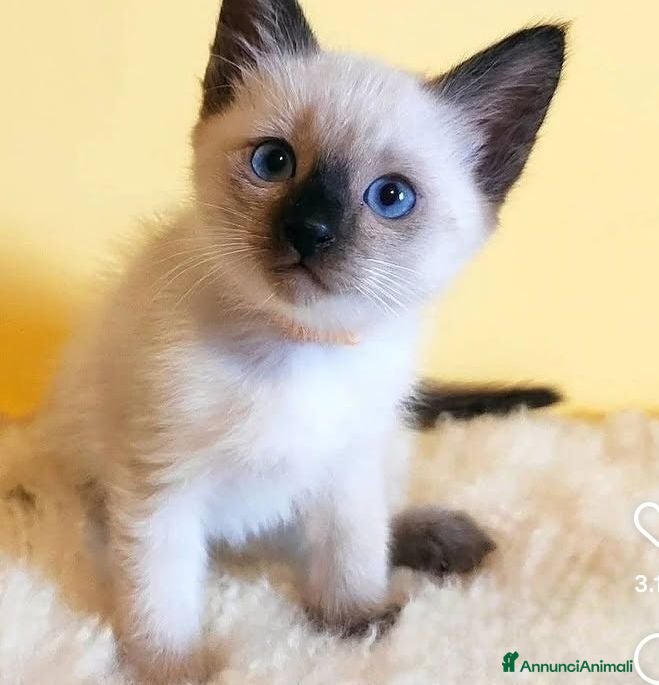 Siamese gatti Gattini Siamesi thai - Annuncio 2