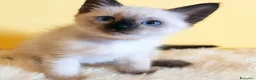 Siamese gatti in vendita: Gattini Siamesi thai - Annuncio 1