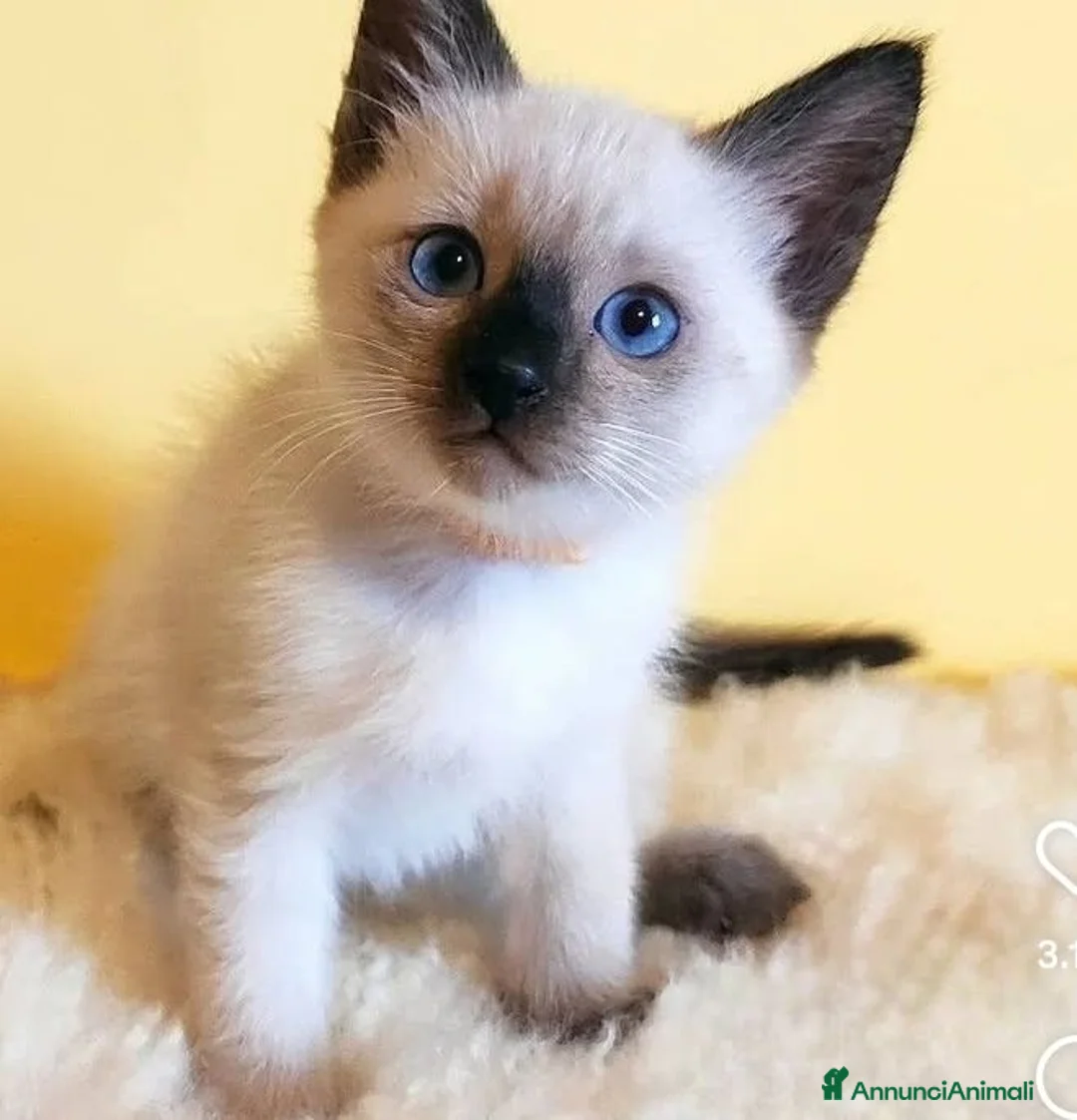 Siamese gatti in vendita: Gattini Siamesi thai - Annuncio 1